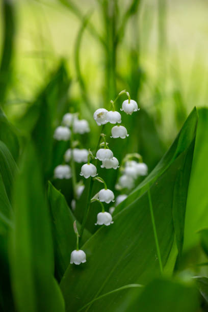 Fondant parfumé Muguet